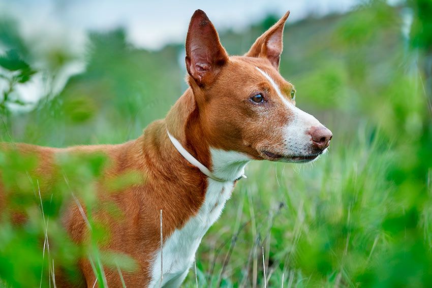 05 razas perro tipos podenco