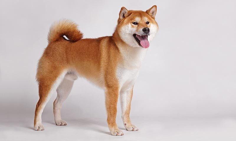 shibainu