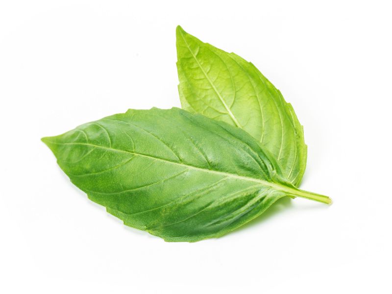 stevia