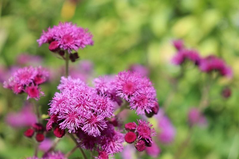 planta agerato damasquino ageratum hola decoracion 08