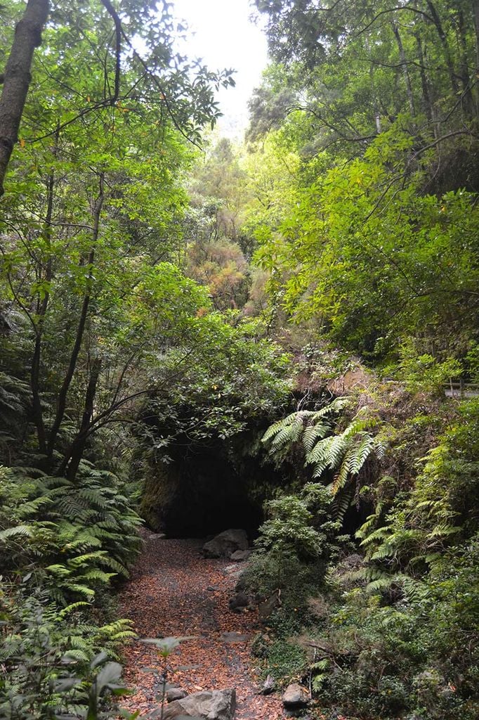 Cuevas en el Bosque de los Tilos, La Palma