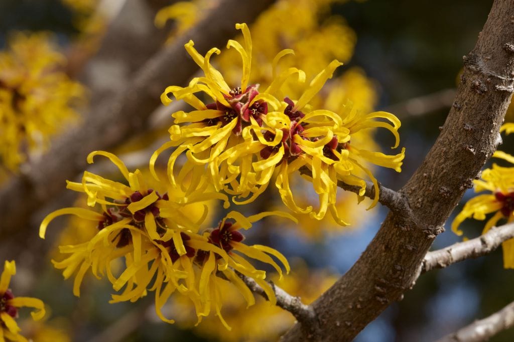 Hamamelis