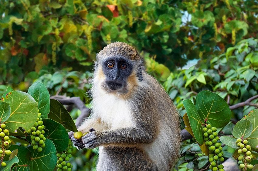 Monos de Barbados, Antillas, Caribe