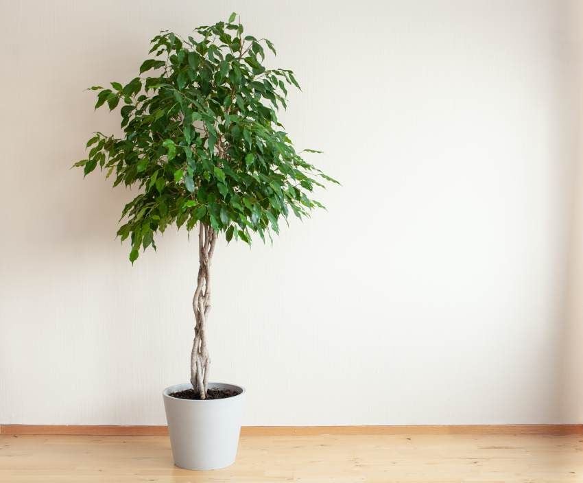 ficus benjamina