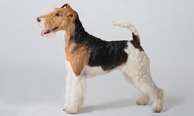 foxterrier