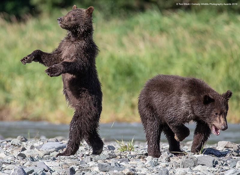 toni elliottgrizzly babies00001296