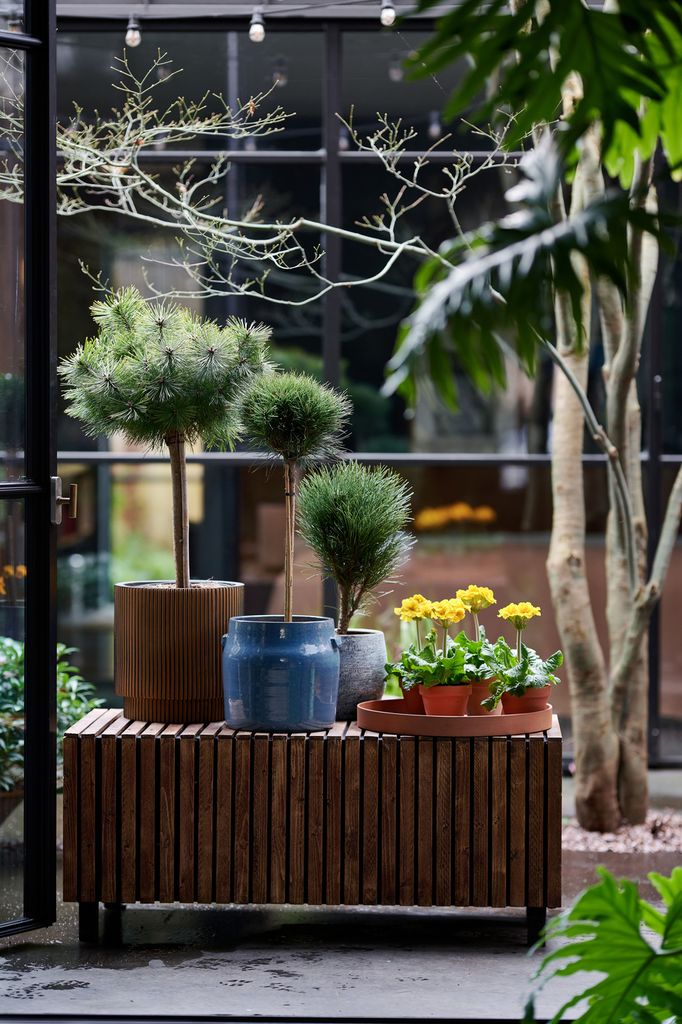 Pinos en maceta y otras plantas naturales