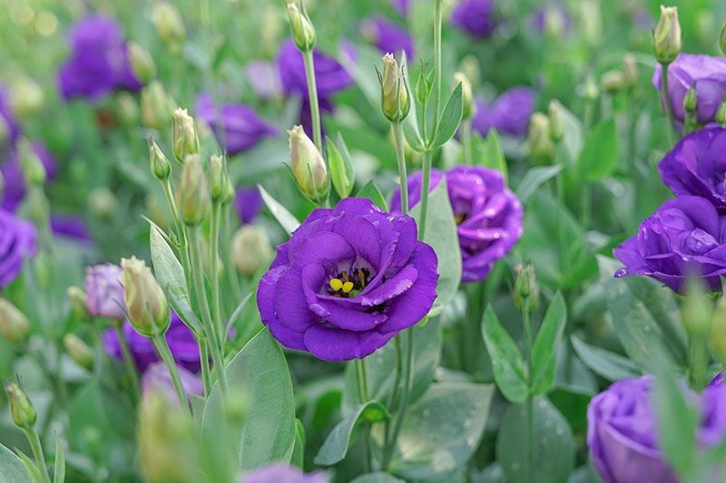 cultivar lisianthus 8