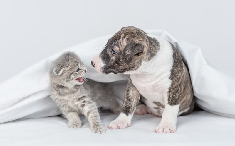 05 cosas que pueden estresar a un gato