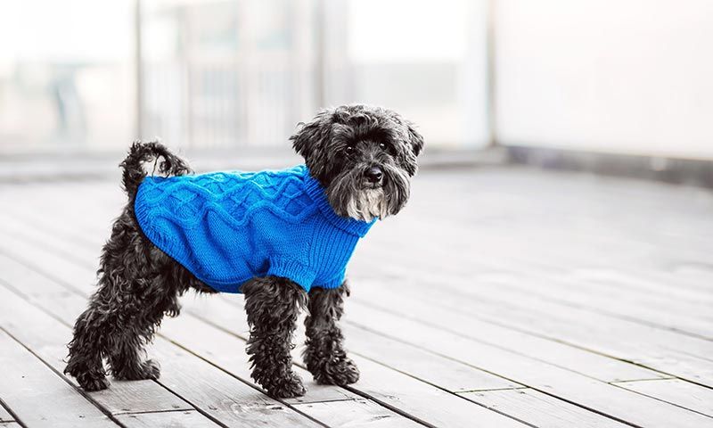 perros vacunas desparasitacion febrero