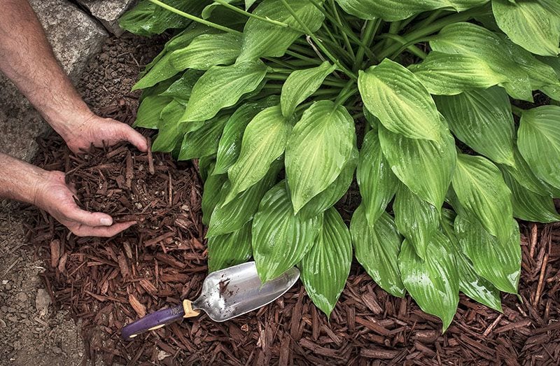 mantillo plantas jardin 6