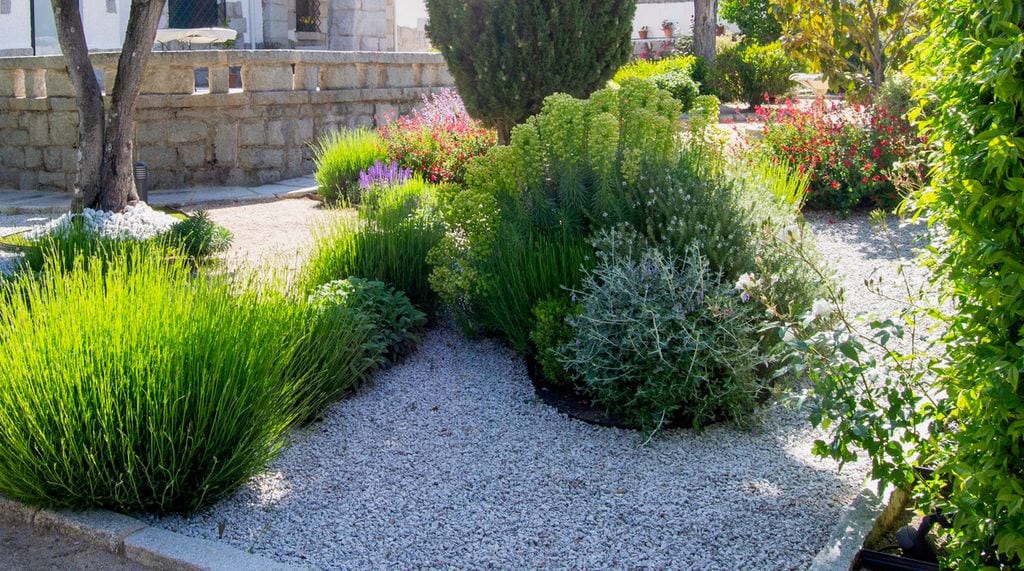 Plantas en un jardín, algunas floridas