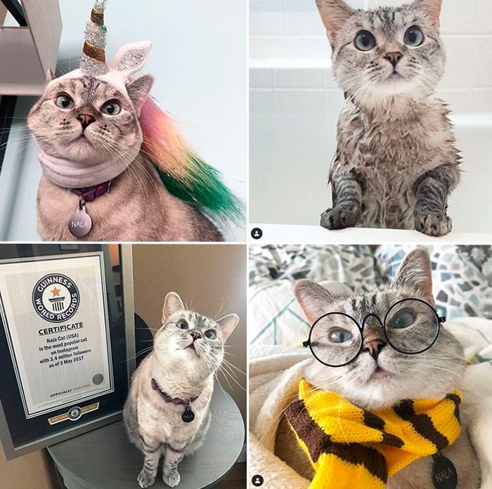 ¿Animales famosos? ¡Así es y lo mejor millonarios! Esta gatita además de ganar un Récord Guinness por sus grandes cantidades de seguidores, gana una fortuna en Instagram