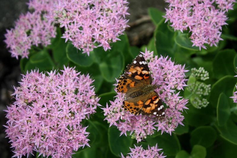 Sedum spectabile otoño patas conejo planta suculenta hola decoracion 07