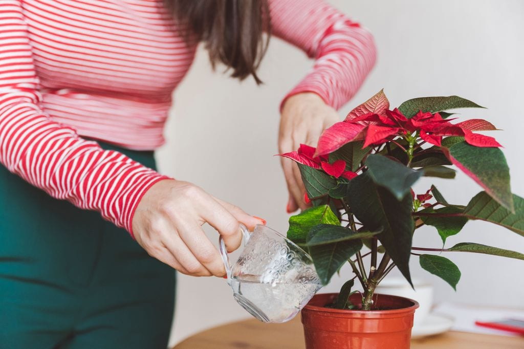 Cuidado con encharcar la planta, podría morir por exceso de agua