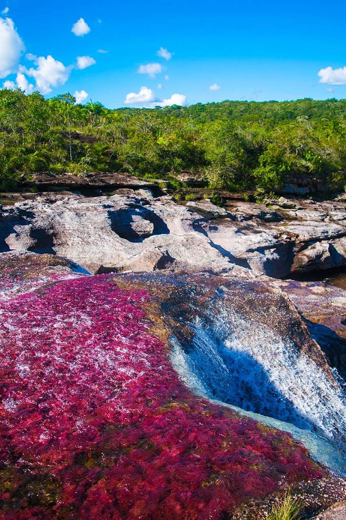 Caño Cristales, La Macarena (Colombia)