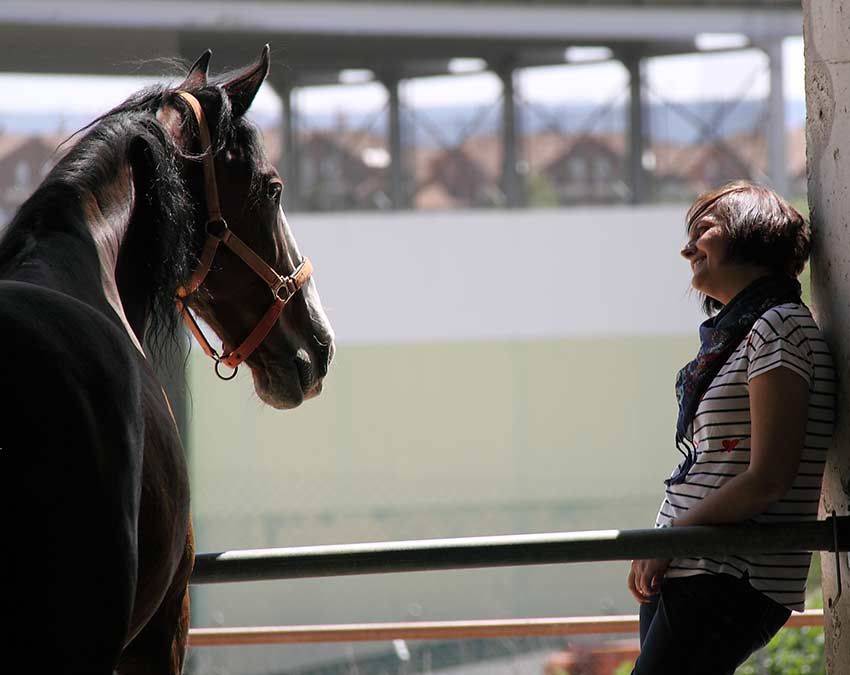 08 como tener un caballo como mascota