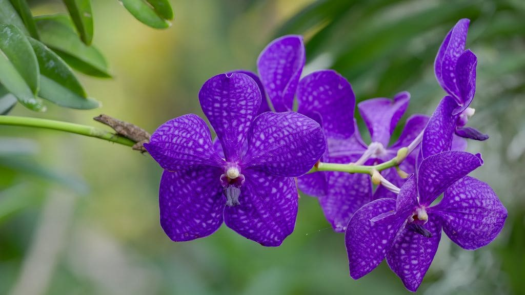 Orquidea Vanda de flores moradas