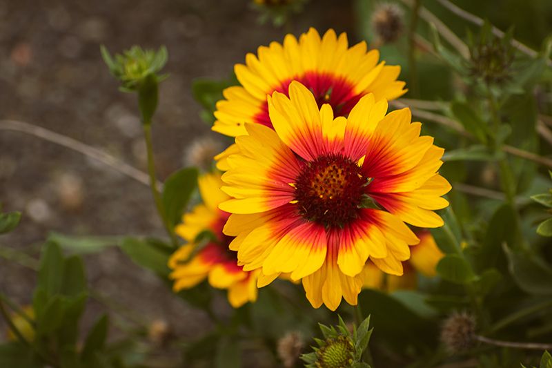 cuidados gaillardia 06a