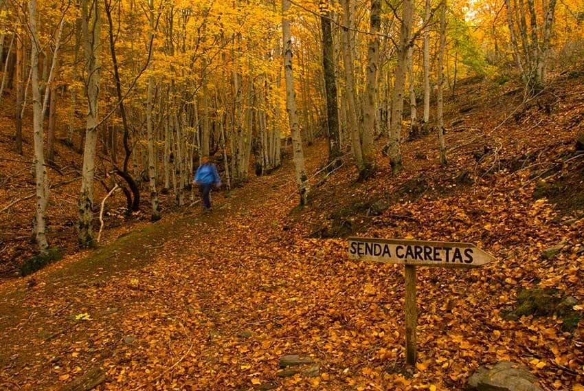 parque natural del hayedo de tejera negra