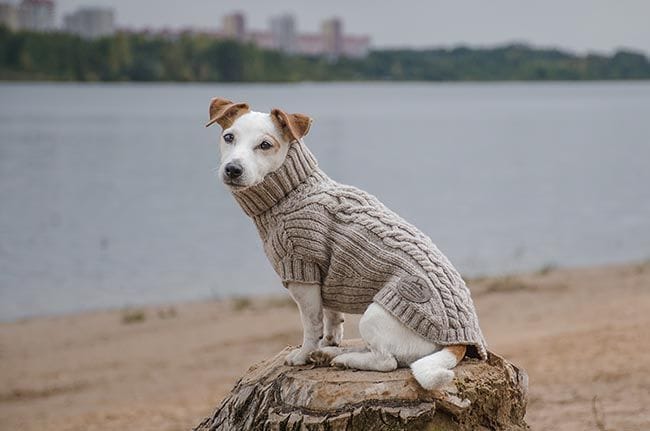 ¿Tengo que ponerle un abrigo a mi perro si hace frío?