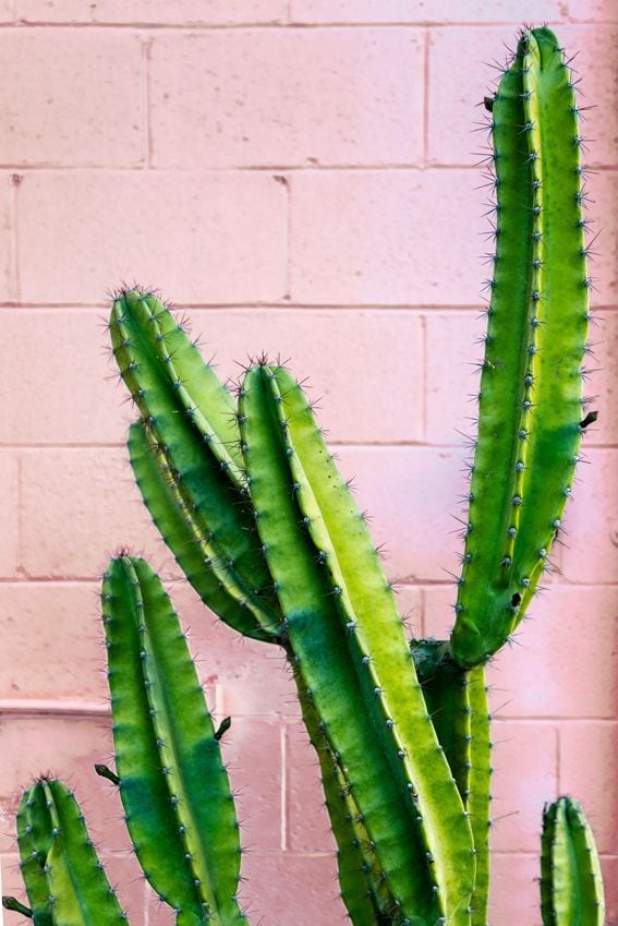 tipos cactus formas caracteristicas hola decoracion 05