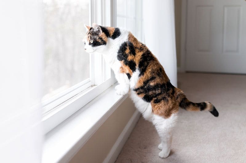 gato mirando ventana