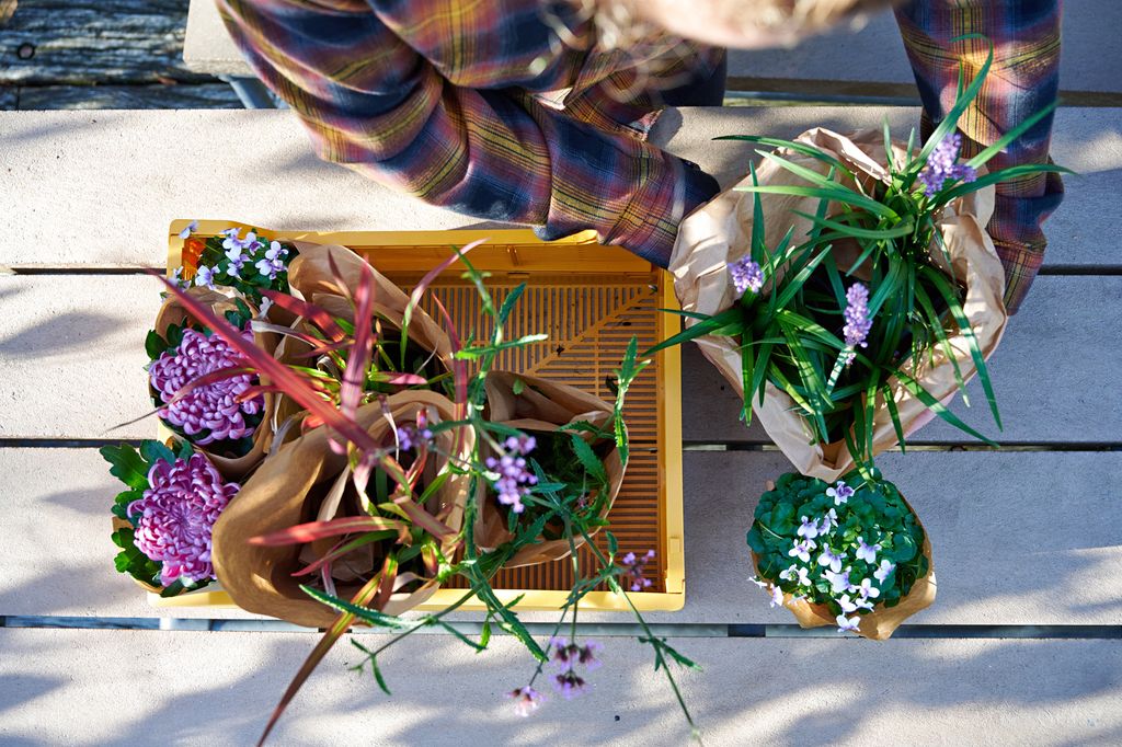 Plantas de exterior dispuestas a ser cultivadas