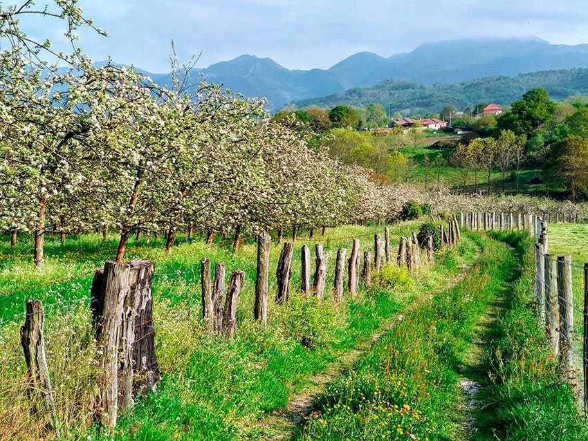 asturias comarca sidra