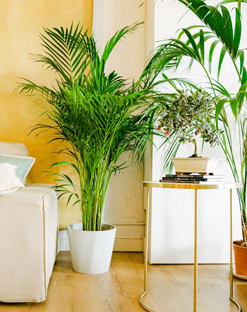 Areca, una bella palmera que equilibra la humedad ambiental