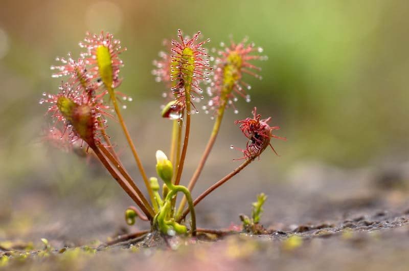 adobe drosera