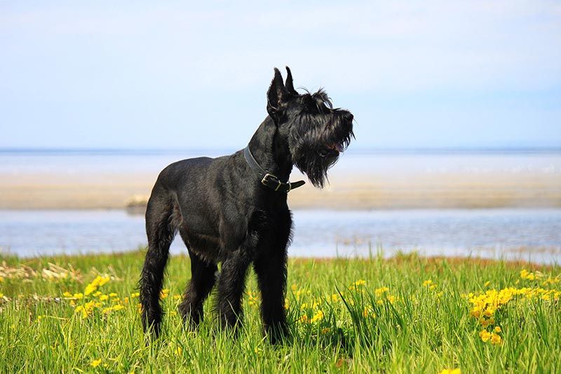 Schnauzer gigante AdobeStock_87037356