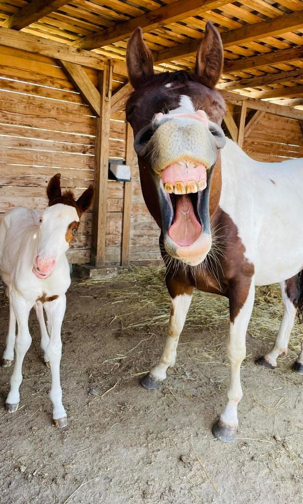 happy horses de radim filipek rep blica checa 