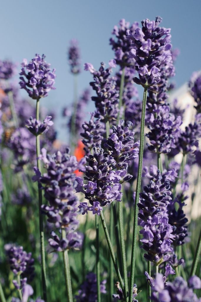 Lavanda