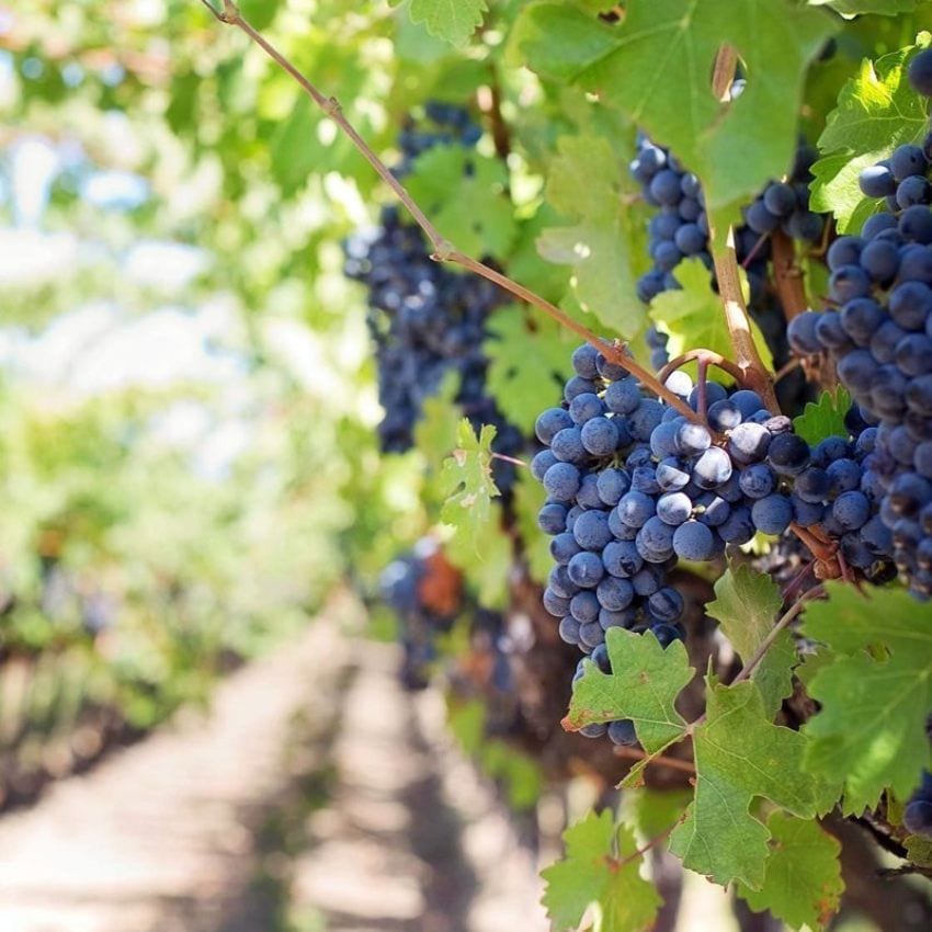 Viñedos en la Ruta del Vino de La Manchuela.