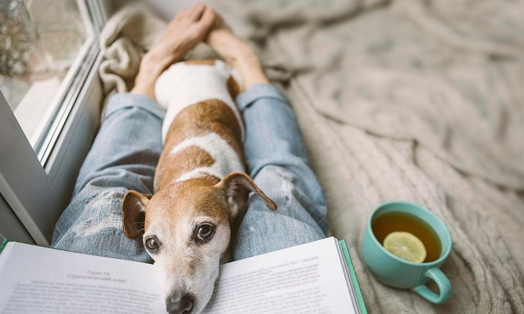 Leyendo en casa junto a una mascota Jack Russell terrier, un libro interesante y un té caliente.