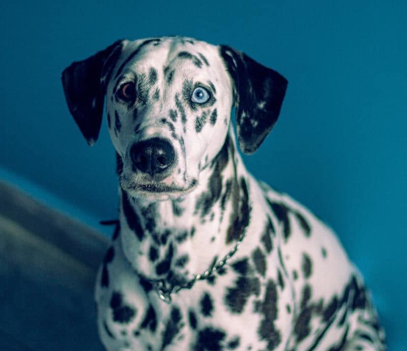 dalmata