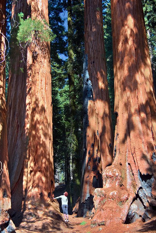 sequoia national park