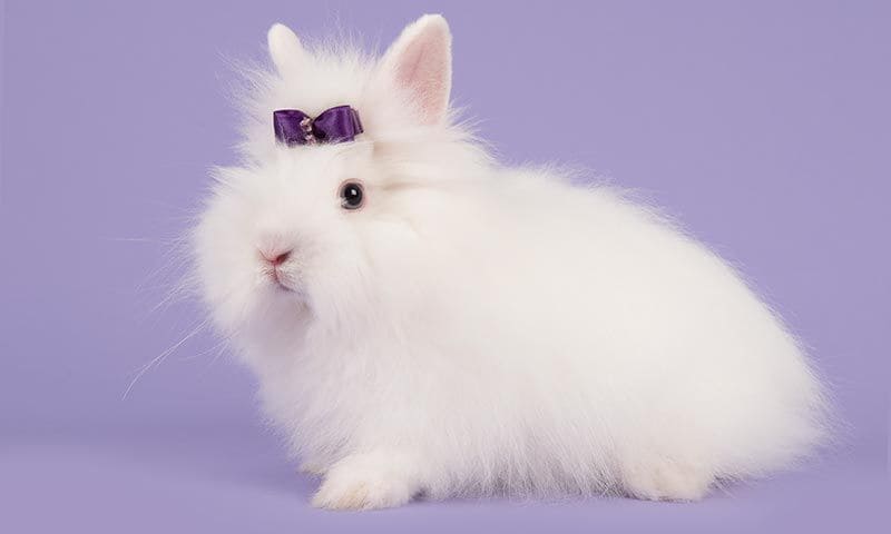 angora