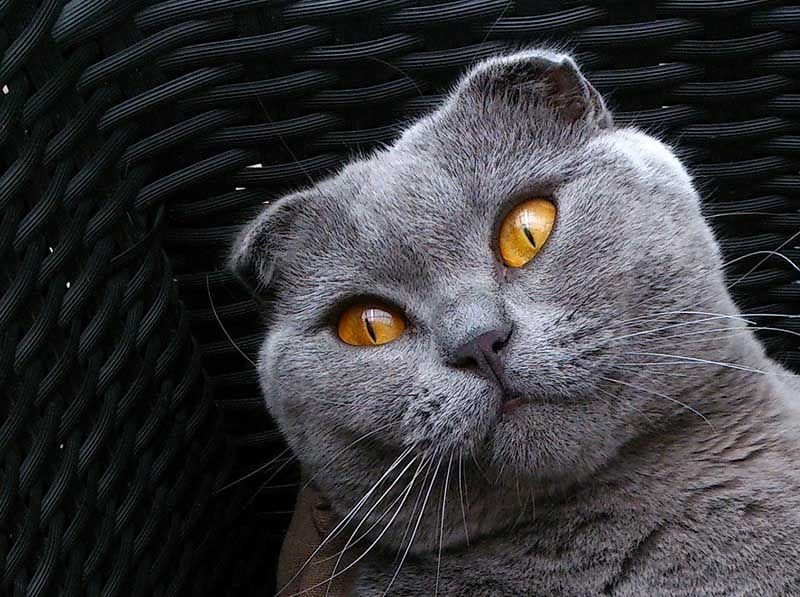 scottish fold 216963_1280 pixabay