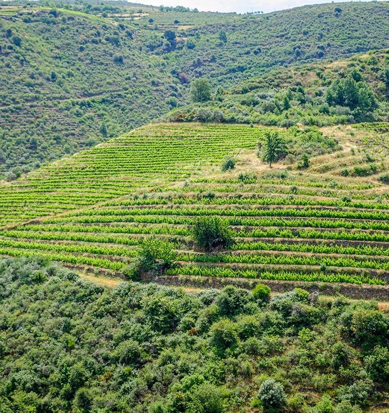 ribeiro adobe