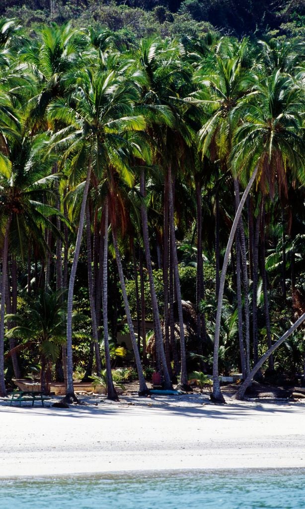 palm trees on beach nicoya peninsula costa rica