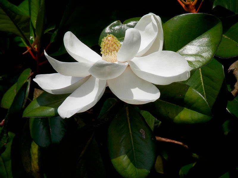 cuidados magnolio 10a