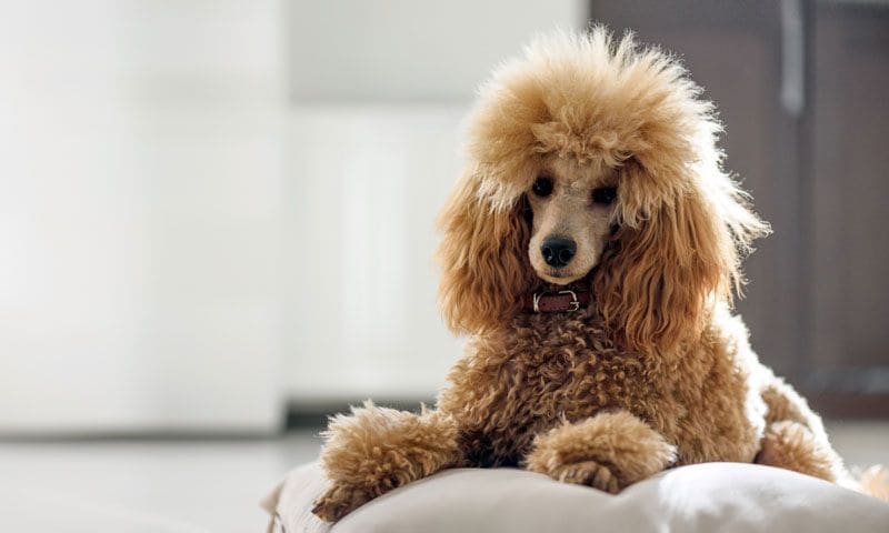 poodle