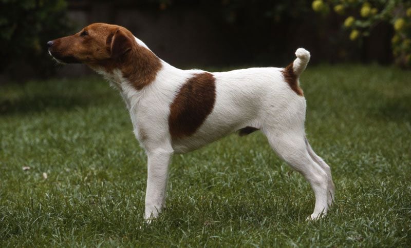 fox terrier 6a