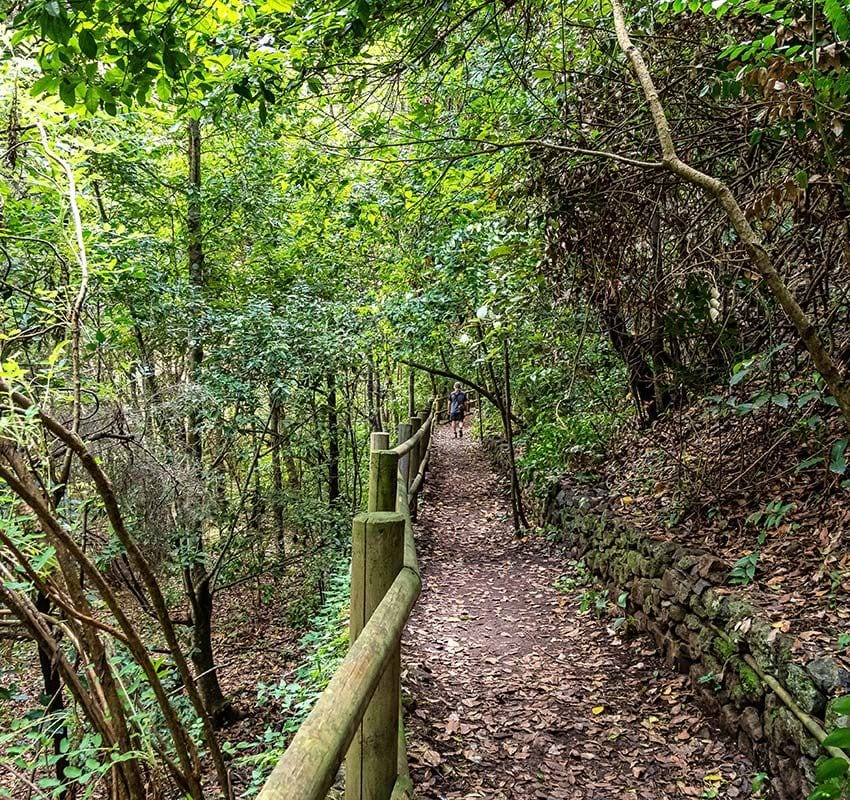 Senderismo en Los Tilos de Moya, Gran Canaria