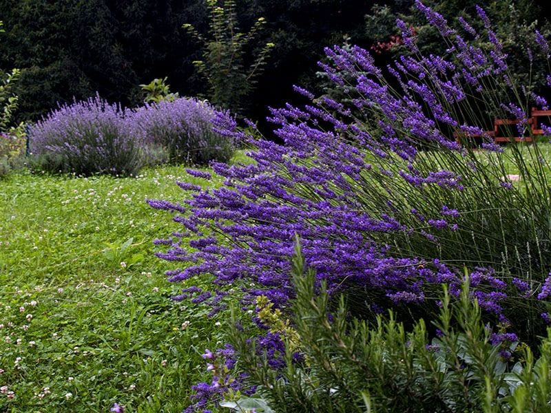 plantas jardin mediterraneo 3