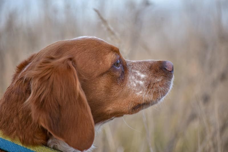 spaniel breton 3a