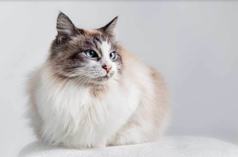 ragdoll istock