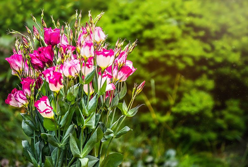 cultivar lisianthus 5